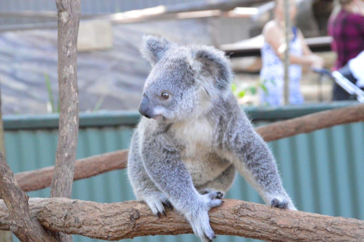 Lone Pine Koala Sanctuary in Brisbane