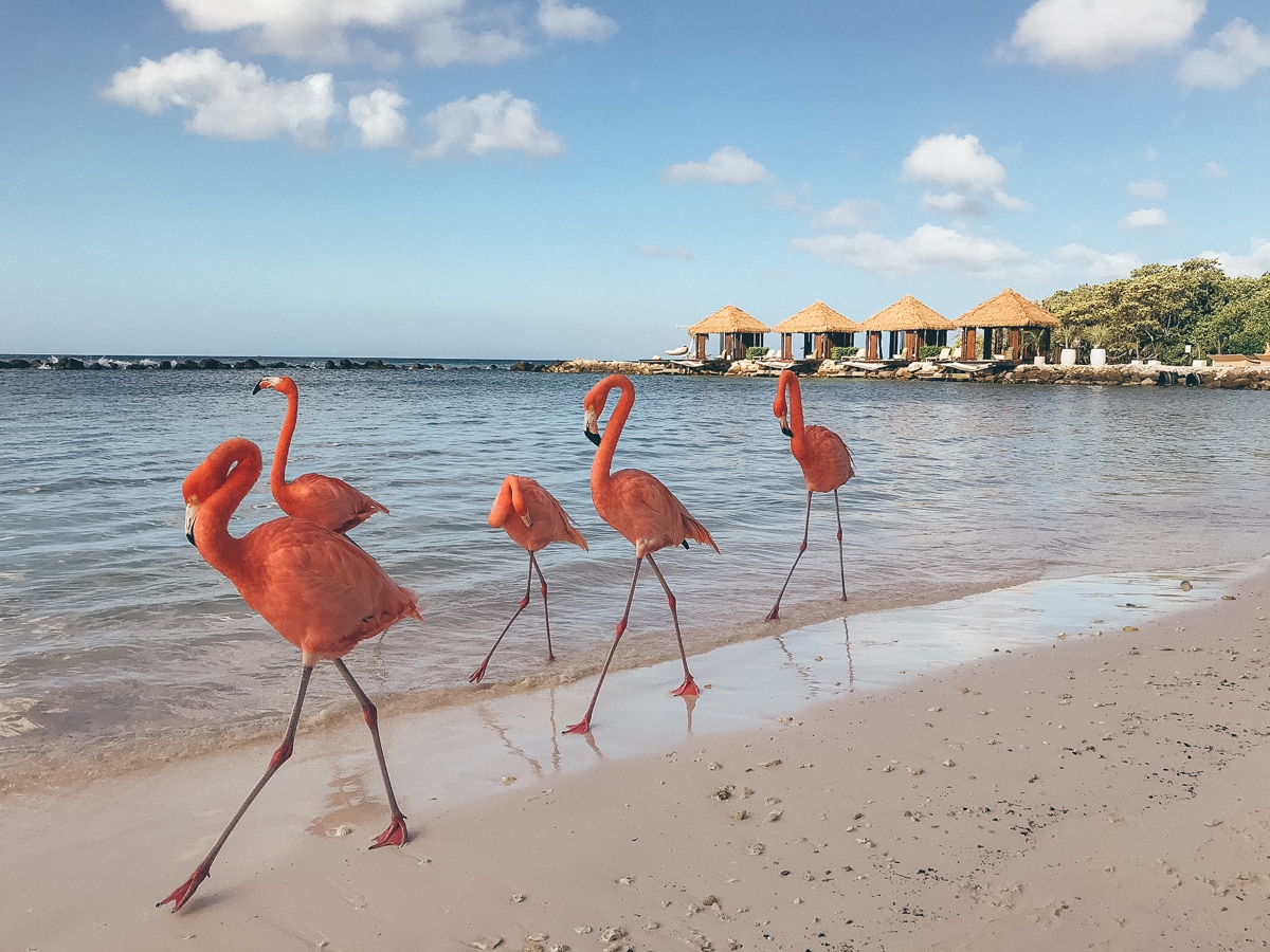 Der Flamingo Beach auf Aruba
